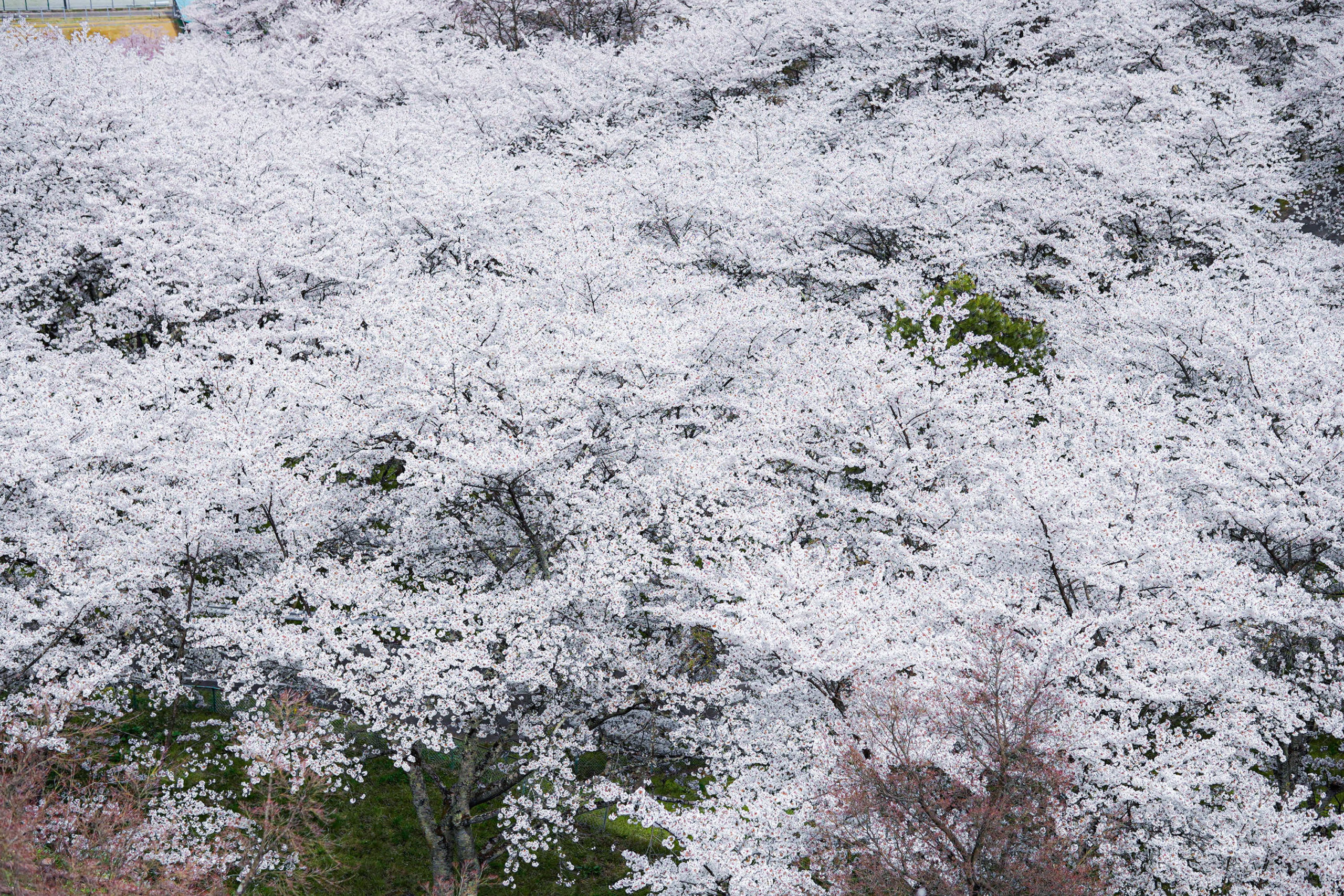 霞ヶ城の桜2
