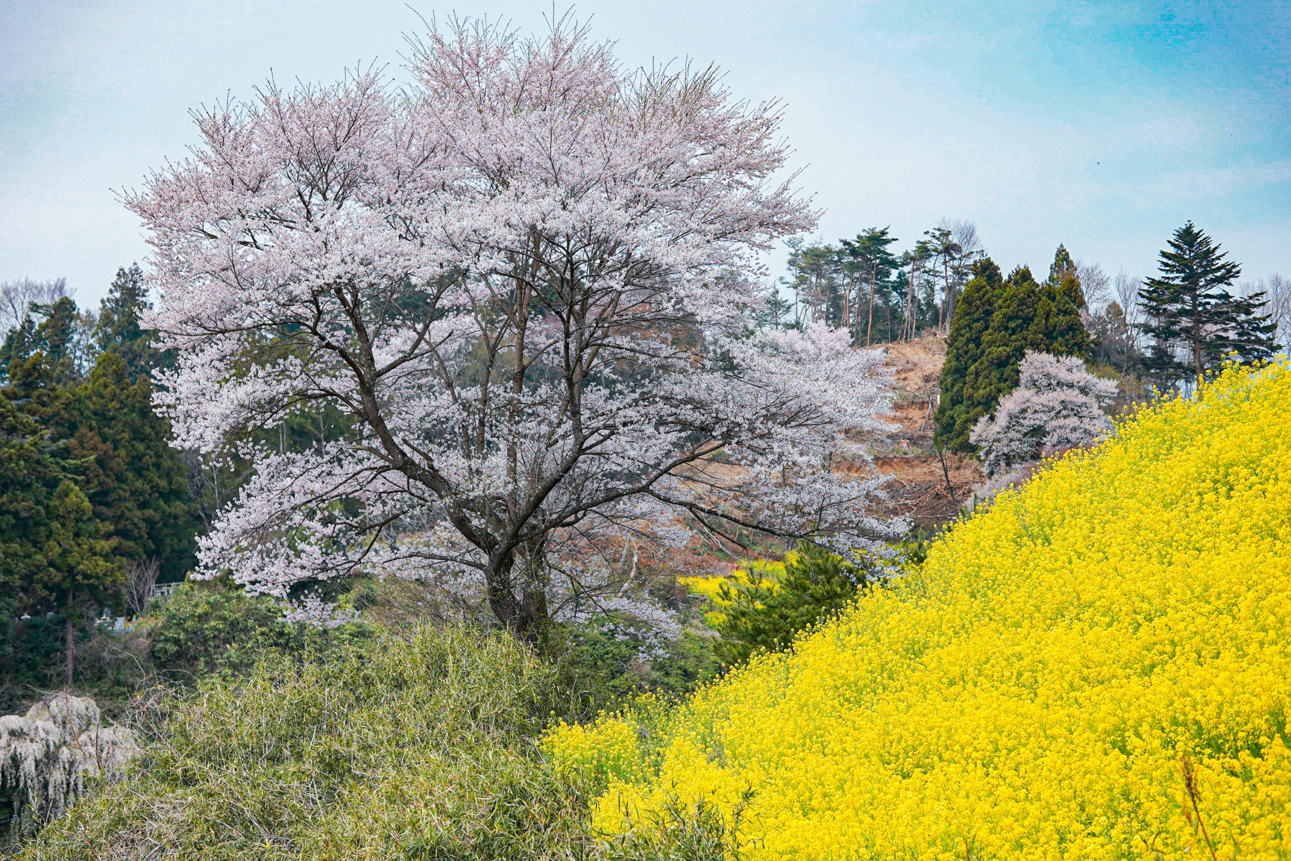 霞ヶ城の桜と菜の花