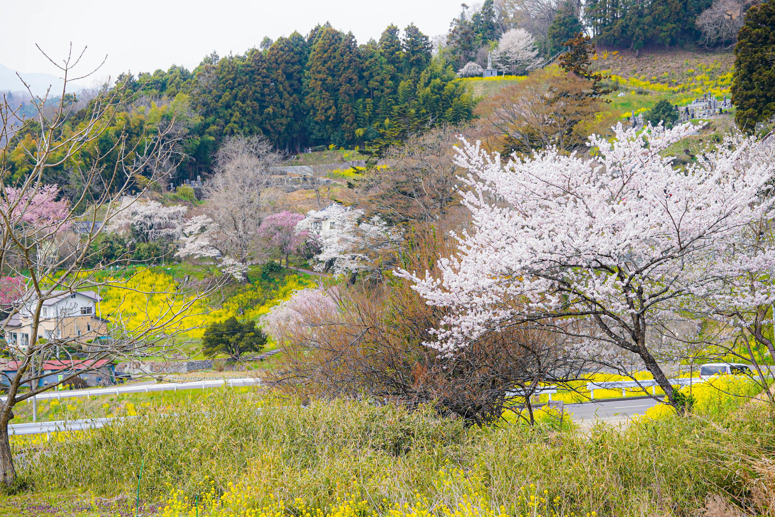 霞ヶ城の桜1